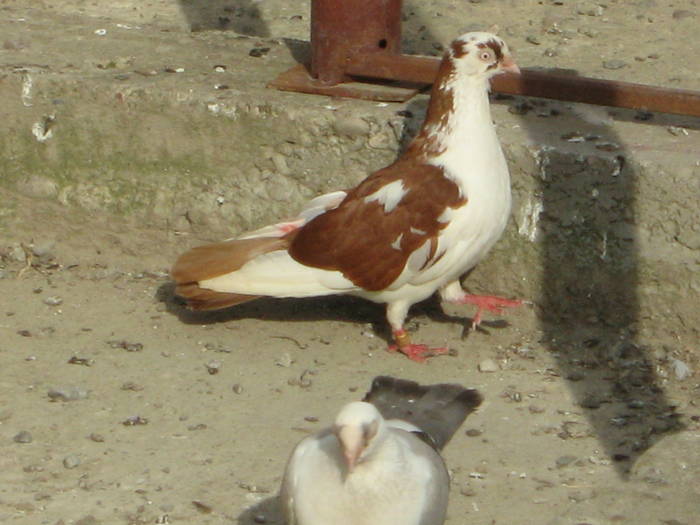 Femele - E- Poze vara 2009