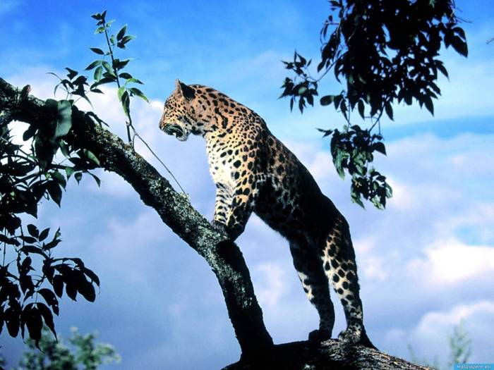 www.wallpapere.eu-Amur_Leopard_Scout - toate animalele