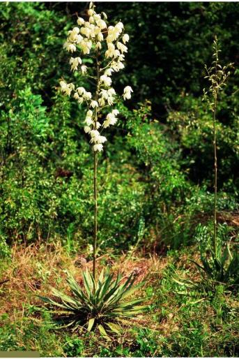 YUCCA.1