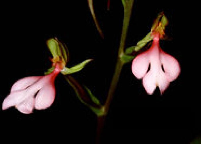 orhidee 5 - Plante din diferite tari