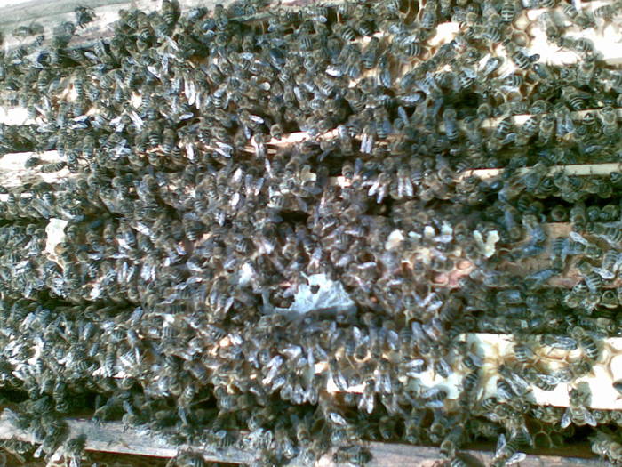 08042009(002)