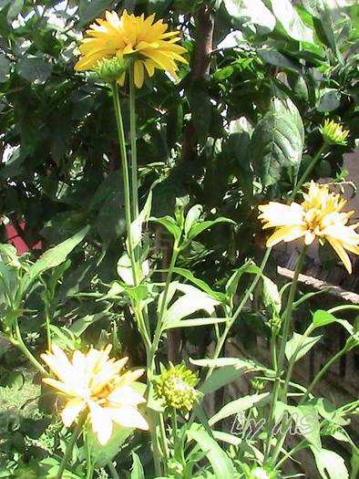primele flori - Heliopsis - Scabra