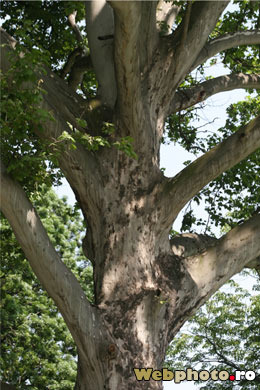 arbore - Gradina Botanica