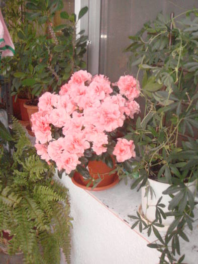 azalee - florile mele