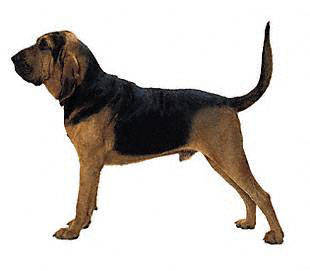 bloodhound - Scent Hounds