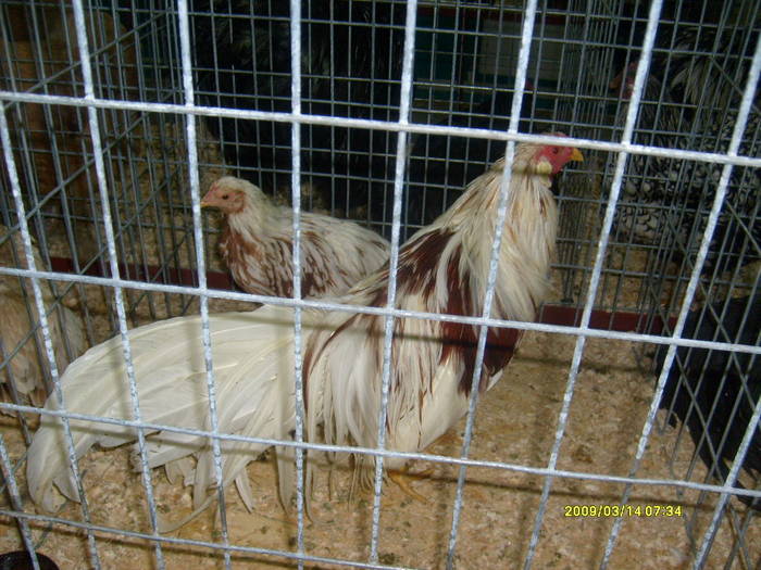 S6304030 - expozitie buzau