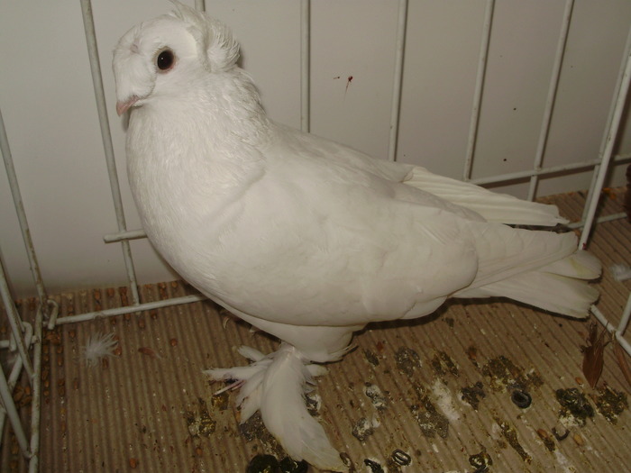 botosani 3 - 1509 rom juc 1