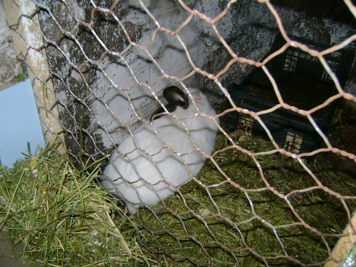 Picture 174 - iepuri californieni