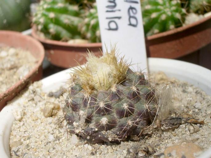 Frailea pumila - cactusi