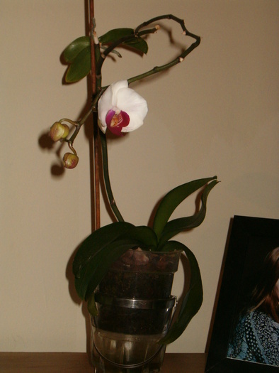 phalenopsis 002 - Orhidee