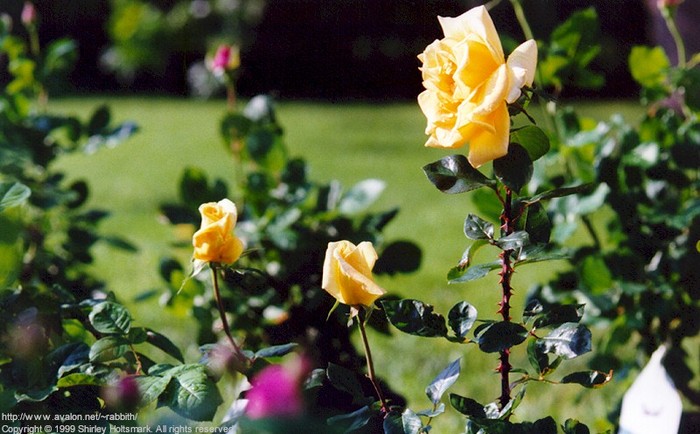 Rose004 - flori