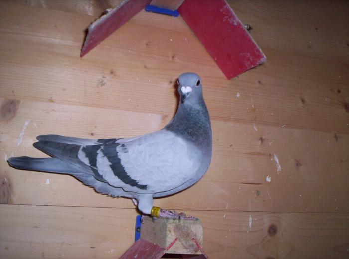 van loon-van bremen x vanhee