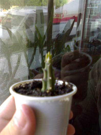 Huernia keniensis var. nairobiensis