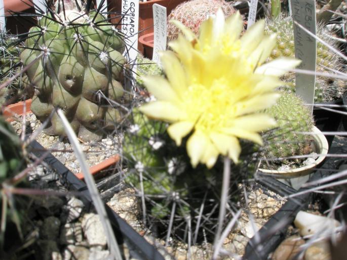 Copiapoa humilis