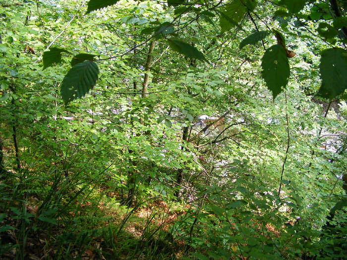 DSCF5378
