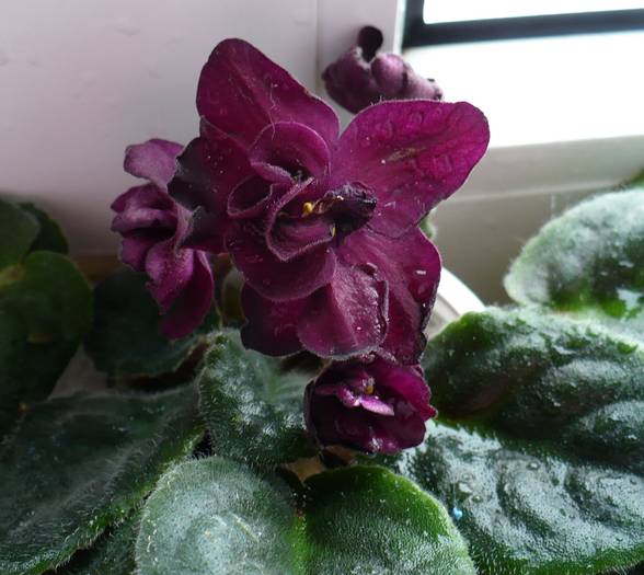 P1130624 - Saintpaulia - violete de camera