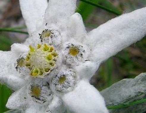 Edelweiss - Flori