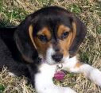 beagle sweety