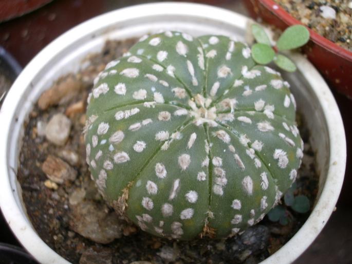  - Astrophytum