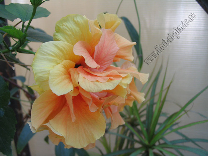 Hibiscus classic apricot 4