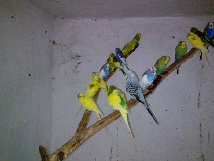 Imagine054 - DECEMBRIE 2009