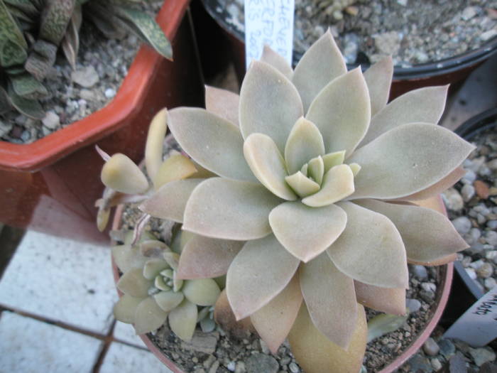 Echeveria sp. - Echeveria 2009