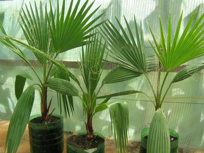 palm mai marisori - palmieri