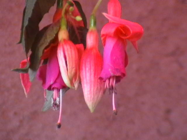 fuchsia Ani