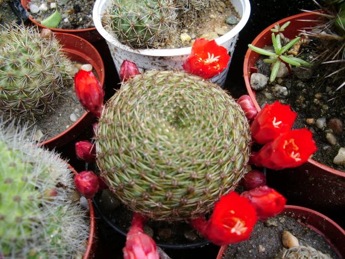 Rebutia