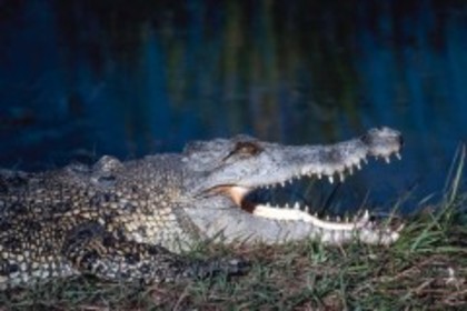 crocodil%20gasit%20in%20libertate%20intr-un%20oras-503 - crocodili