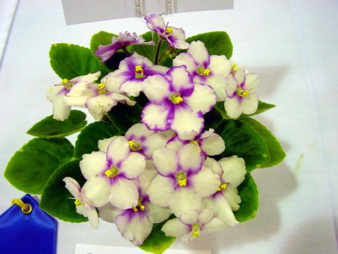 Robs_Whodunit_2005avsa - violete de pe net 1