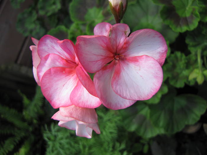 Muscata bicolor 21 iun 2009 (3)