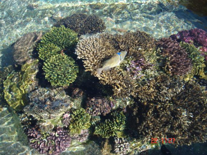 512 Israel - Eilat - The Observatory Marine Park - 2008 ISRAEL NOIEMBRIE