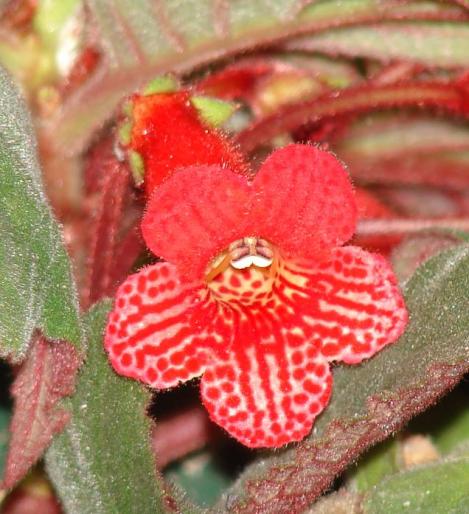 kohleria