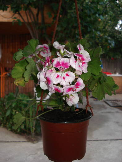 DSC09558
