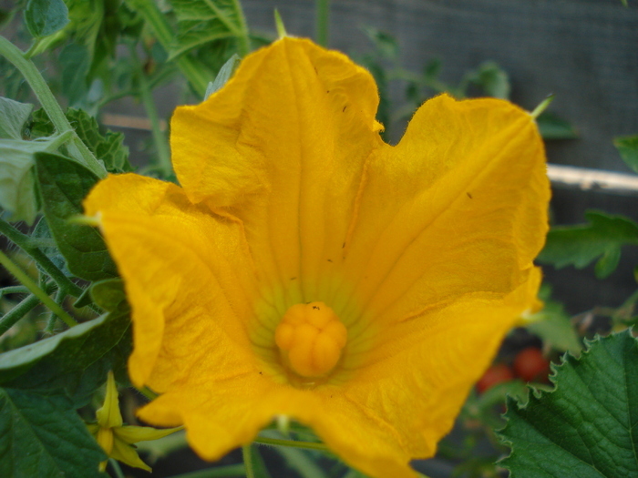 Yellow Pumpkin Flower (2009, Aug.29)