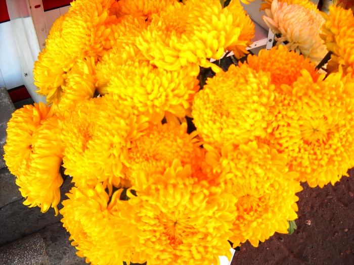 Picture 323 - flori dragute