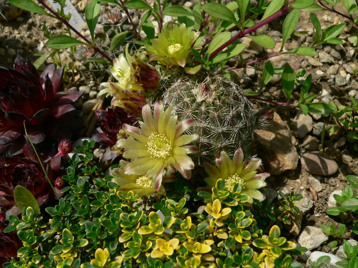 echinocereus_viridiflorus