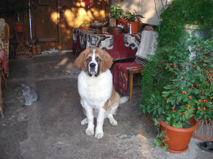 beetowen la 9 luni - saint bernard