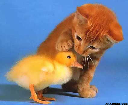 catduck