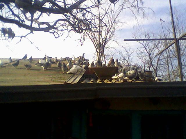 Fotografii-0039 - Porumbeii mei calatori