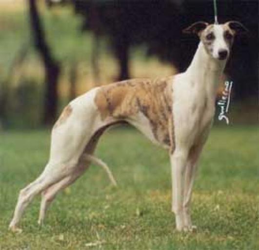 WHIPPET - RASE CAINI
