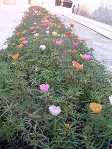 flori de piatra septembrie 2008 - Plantele mele de terasa si exterior