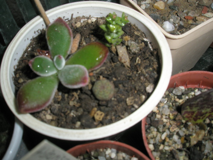 planta mica este o Euphorbia obesa iesita din seminte - cactusi la iernat 2009-2010