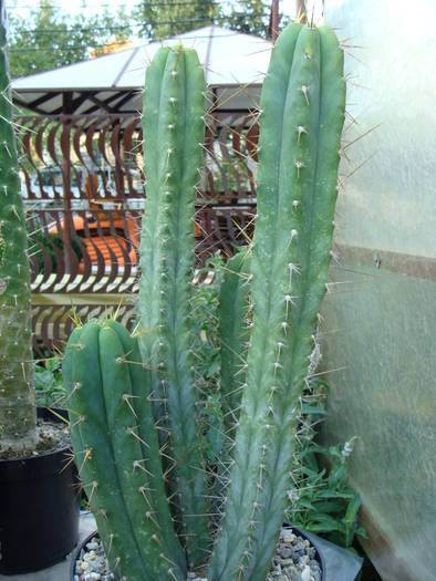 Cereus peruvianus ?