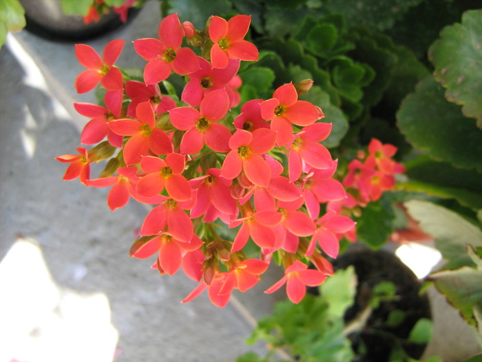 IMG_3333 - floricele