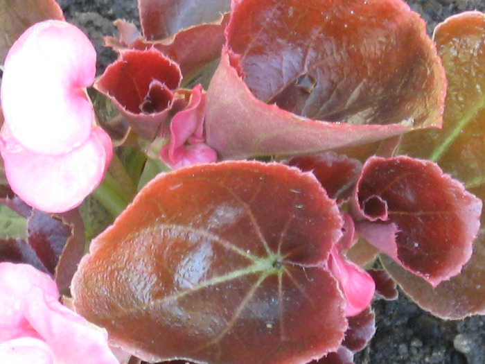 IMG_3900; begonie roz
