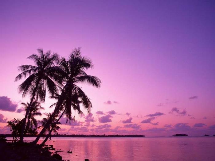 Palm Trees at Dusk 1