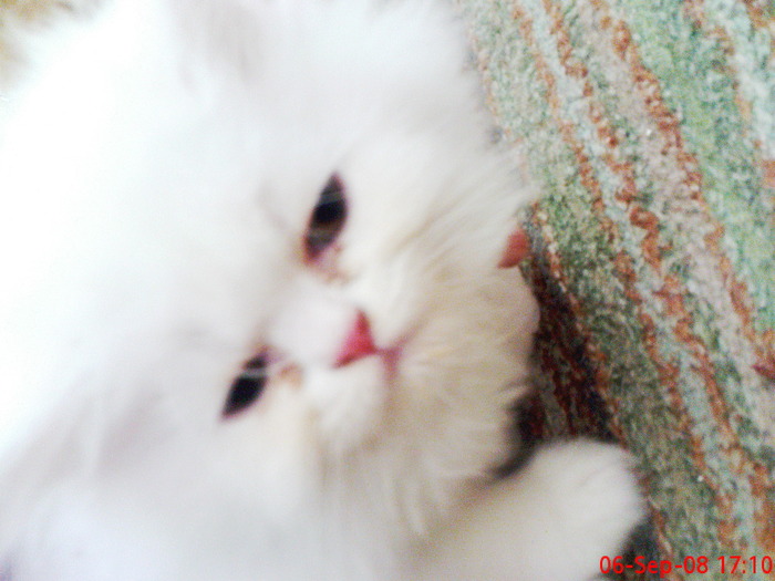 photo91784 - pisici persane 1