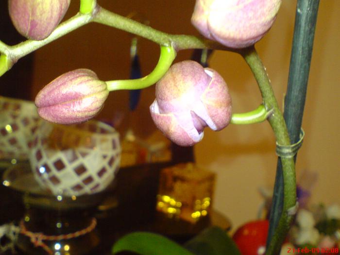 DSC02737 - orhidee - phale-evolutie tija florala